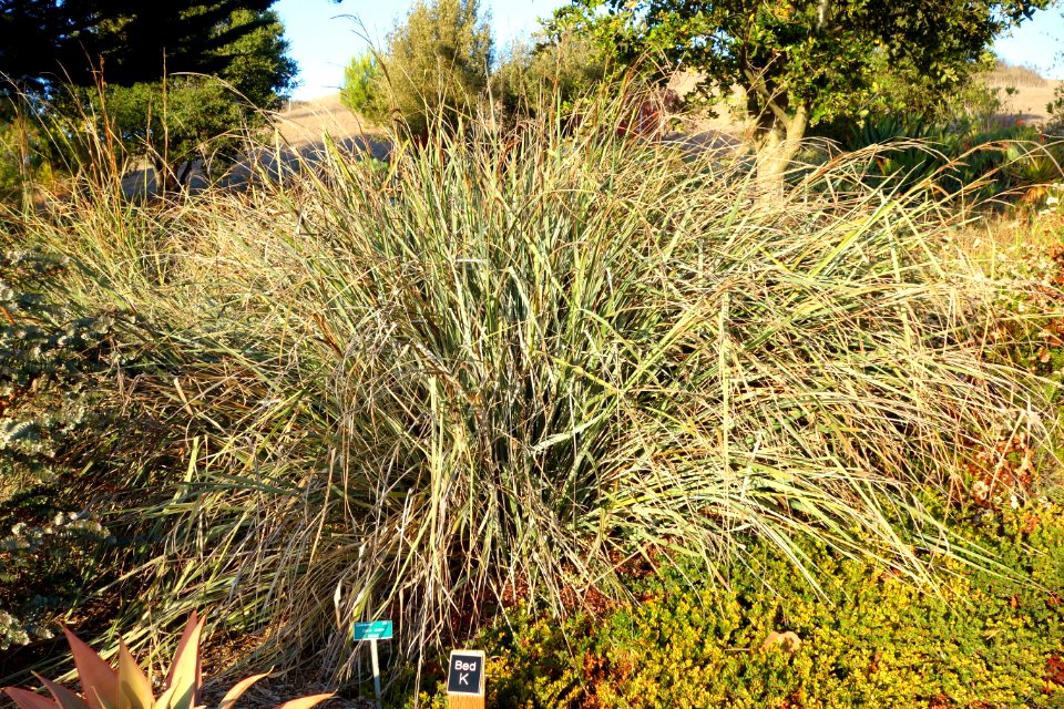 Carex spissa - San Luis Obispo Botanical Garden - DSC06029