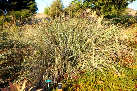 Carex spissa - San Luis Obispo Botanical Garden - DSC06029