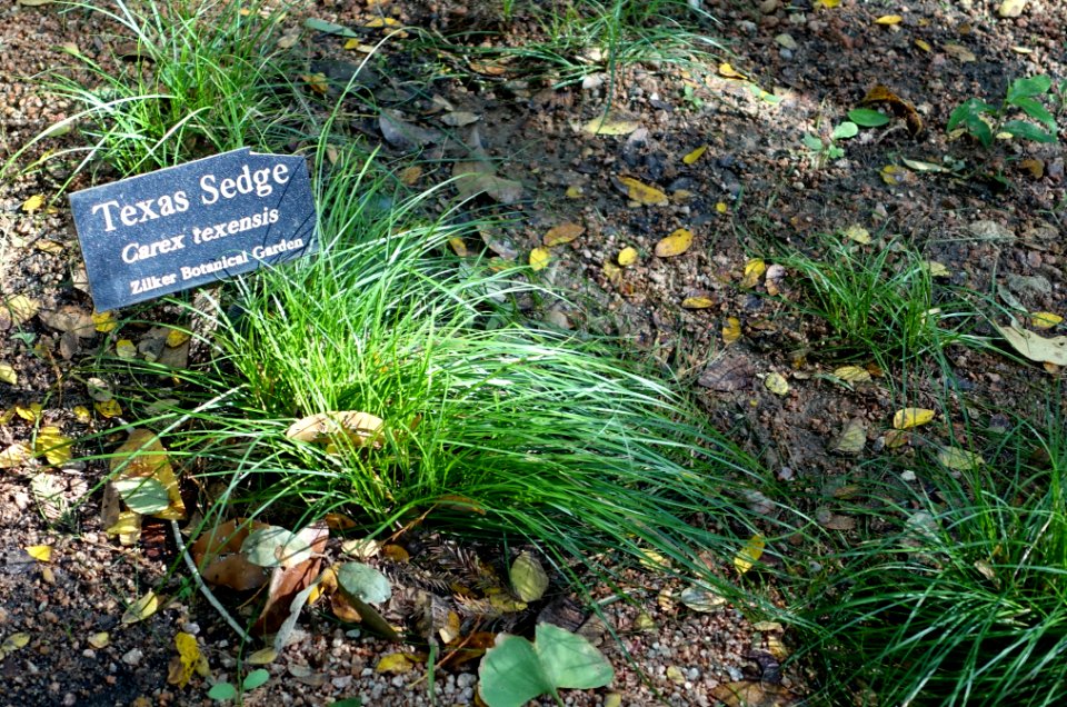 Carex texensis - Zilker Botanical Garden - Austin, Texas - DSC08932