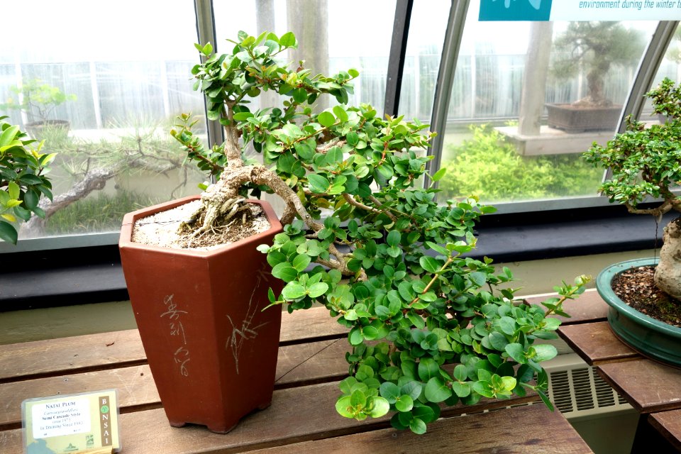 Carissa macrocarpa (Carissa grandiflora) bonsai - Krohn Conservatory - DSC03584