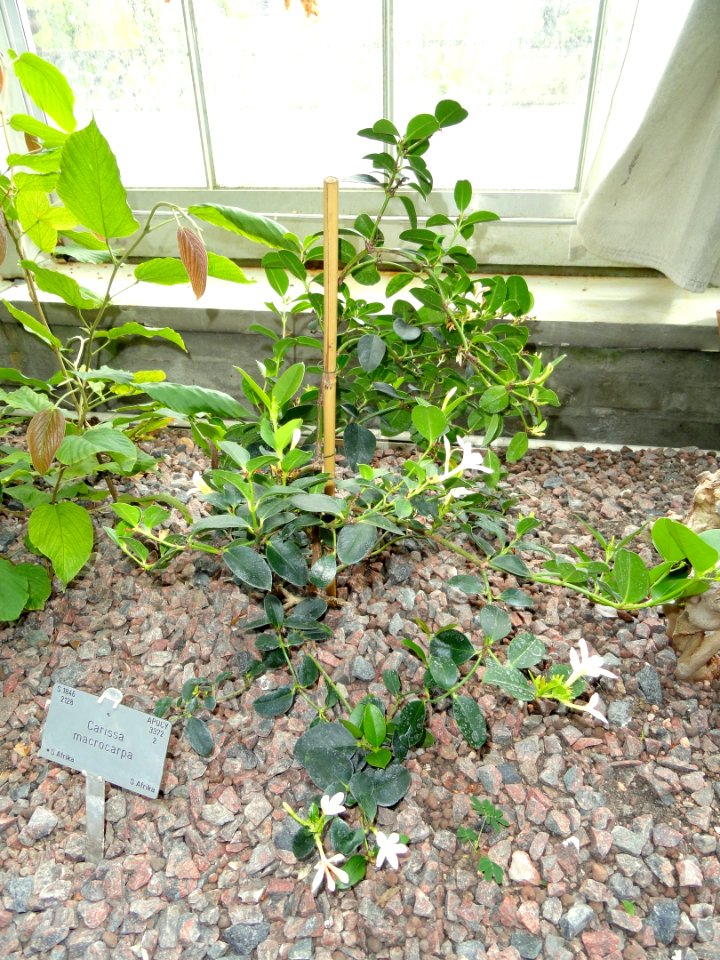 Carissa macrocarpa - Copenhagen Botanical Garden - DSC07419a