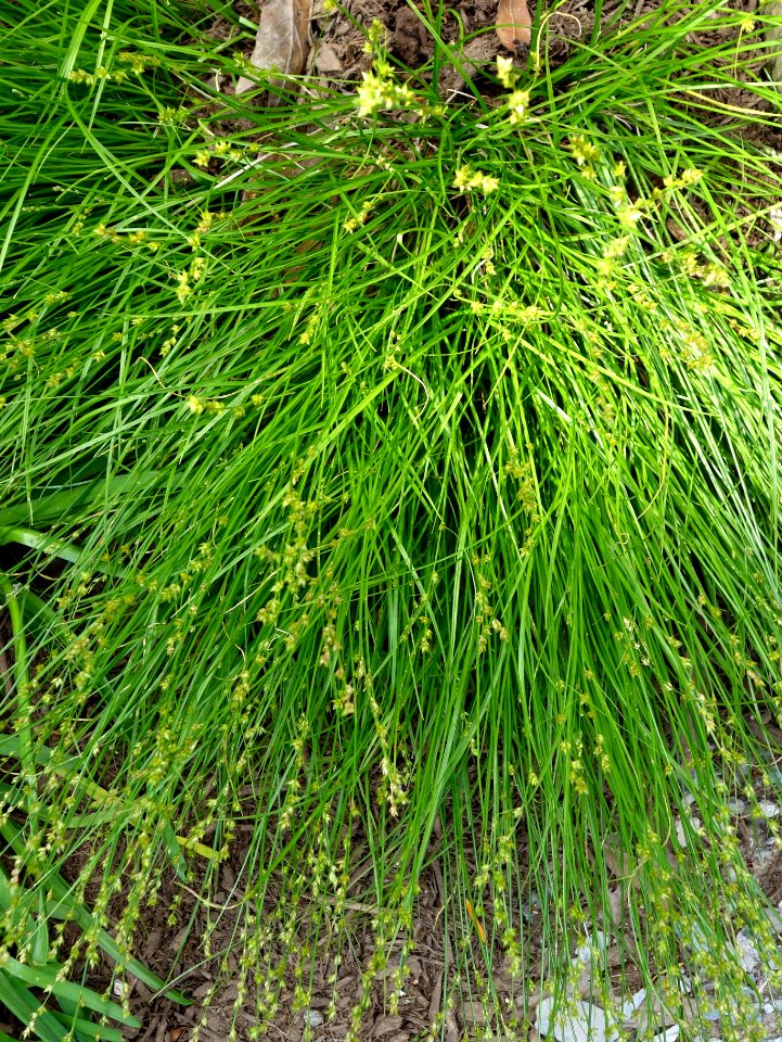 Carex radiata - Hauck Botanic Gardens - DSC03769 (cropped)