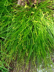 Carex radiata - Hauck Botanic Gardens - DSC03769 (cropped)