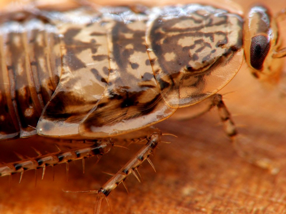 Cariblatta 20141027 nymph 576