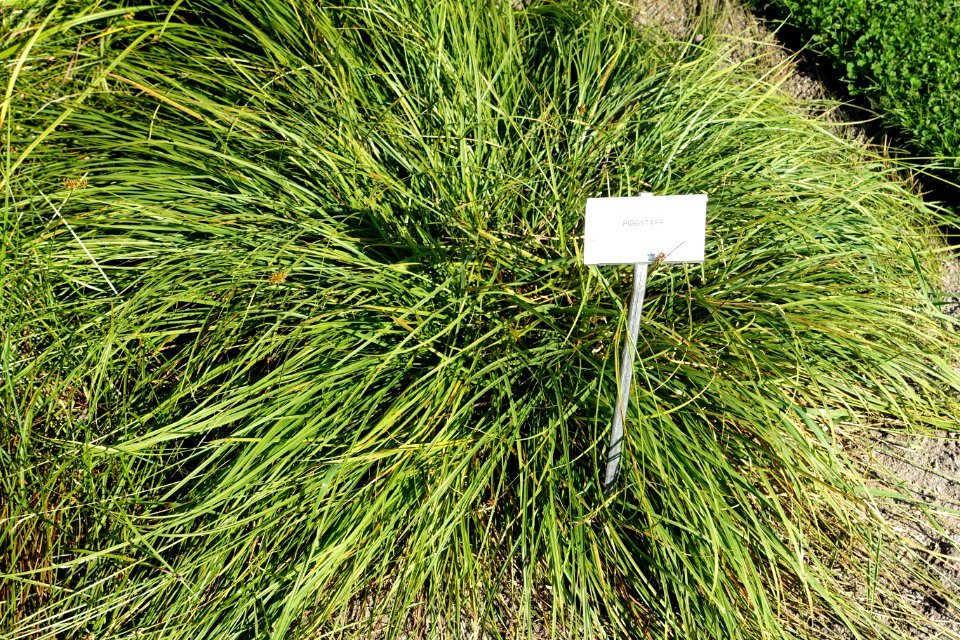 Carex spicata - Bergianska trädgården - Stockholm, Sweden - DSC00543
