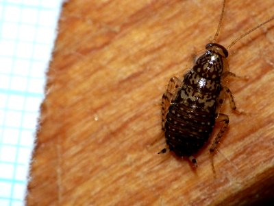 Cariblatta 20141012 nymph 163 mm