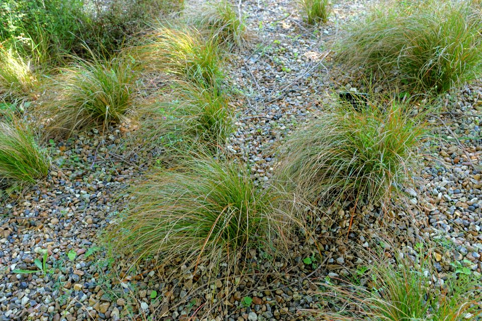 Carex testacea - Savill Garden - Windsor Great Park, England - DSC06022