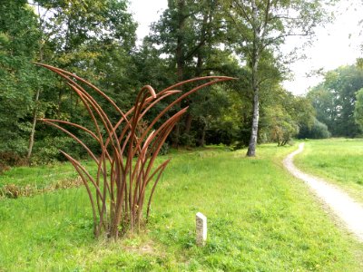 Carex-Segge Andrea Anderseck (2013) 2020-09-23 02