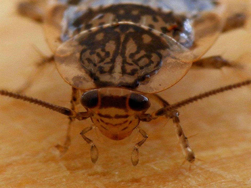 Cariblatta 20141024 nymph 545