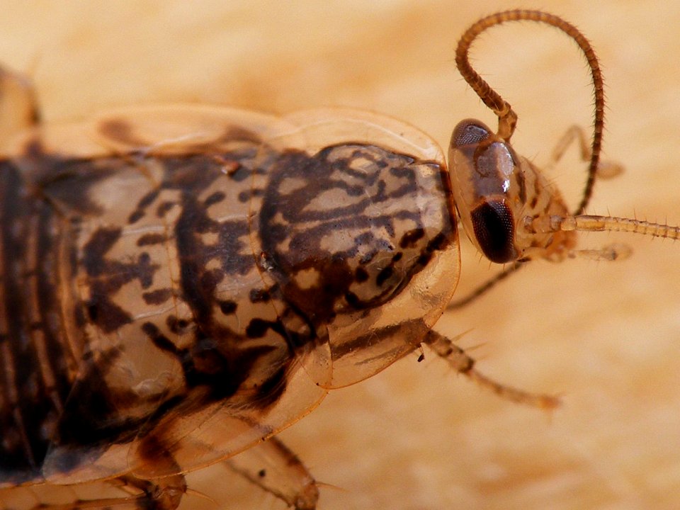 Cariblatta 20141024 nymph 533