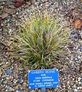 Carex xerophila - Regional Parks Botanic Garden, Berkeley, CA - DSC04318