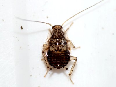 Cariblatta 20141024 nymph 337