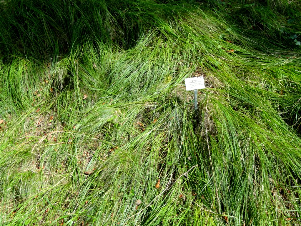 Carex reichenbachii - Botanical Garden, University of Frankfurt - DSC02615