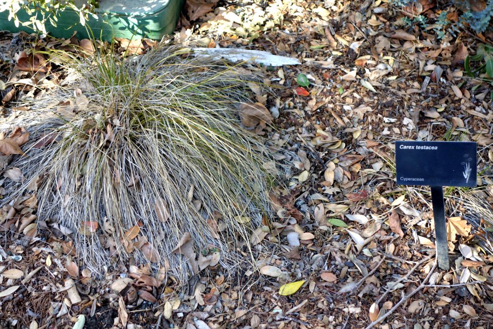 Carex testacea - Leaning Pine Arboretum - DSC05814