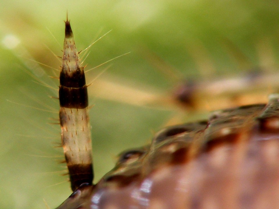 Cariblatta 20141111 nymph 666