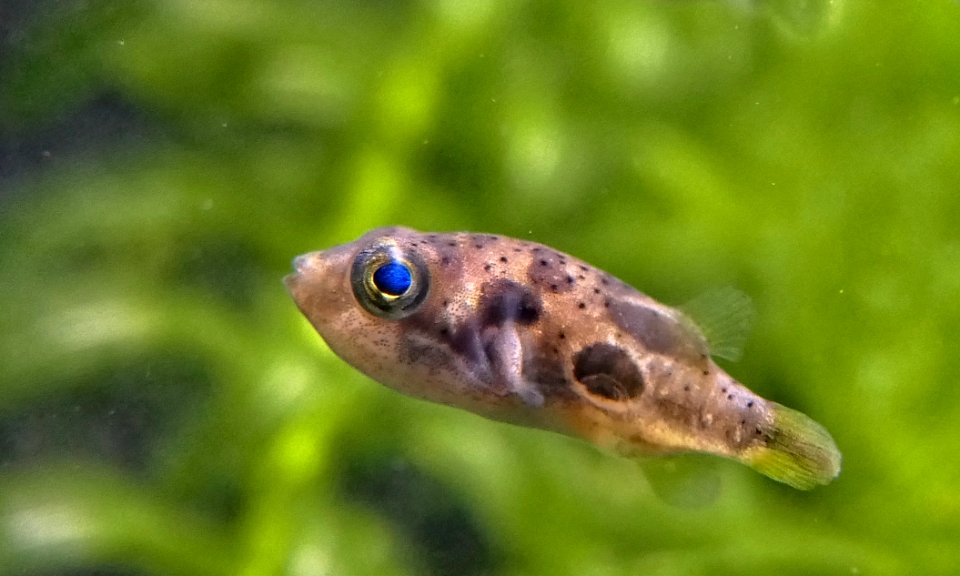 Carinotetraodon travancoricus Seitenansicht