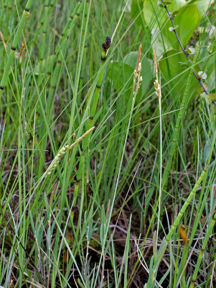 Carex livida Oulu, Finland 18.06.2013