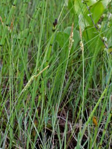Carex livida Oulu, Finland 18.06.2013