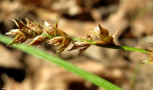 Carex muricata inflorescens (7)