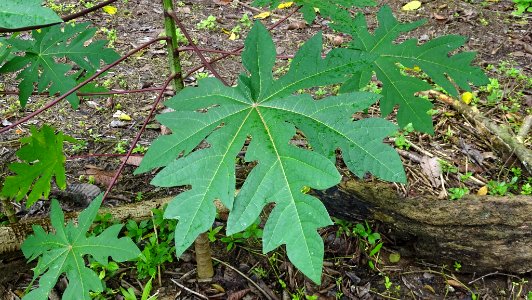 Carica papaya 58884354