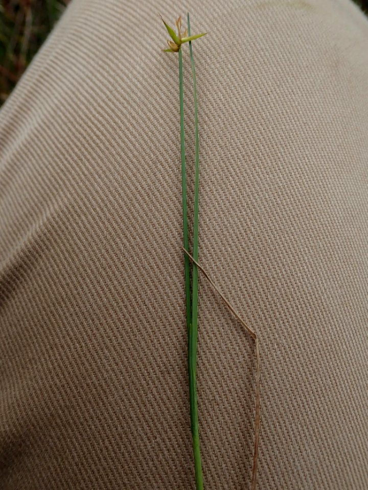 Carex pauciflora leaf flower (01)