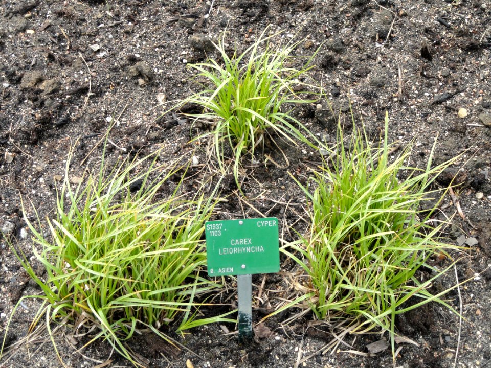 Carex leiorhyncha - Copenhagen Botanical Garden - DSC07934