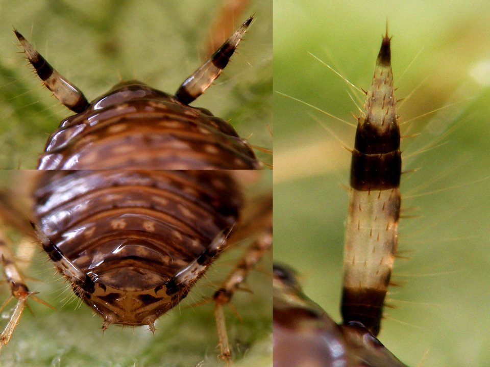 Cariblatta 20141111 nymph cerci