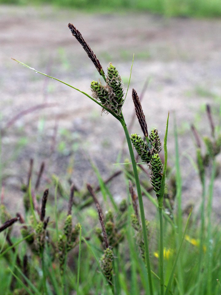 Carex nigra ssp. nigra Oulu, Finland 14.06.2013 img 2
