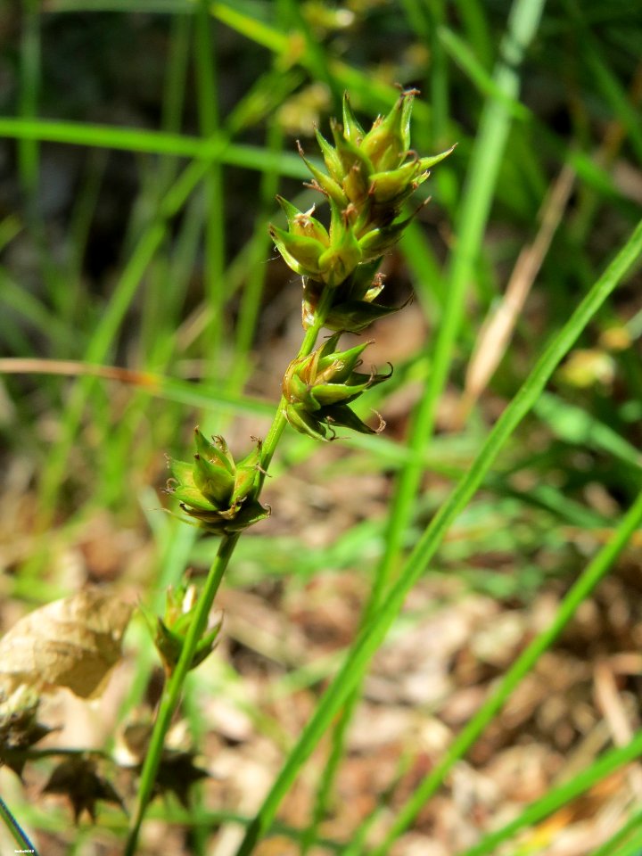 Carex muricata inflorescens (2)
