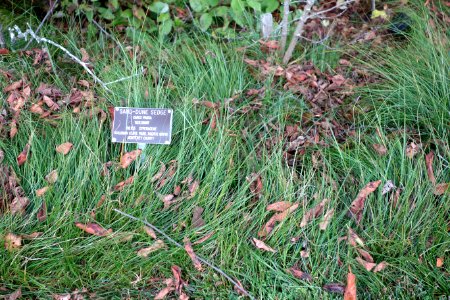 Carex pansa 'Asilomar' - Regional Parks Botanic Garden, Berkeley, CA - DSC04523