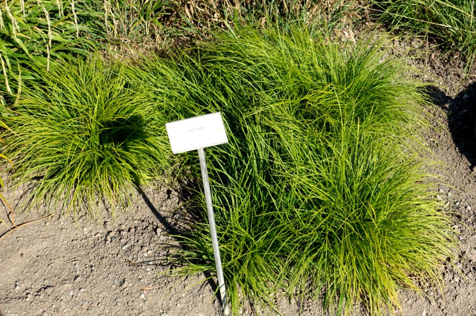 Carex montana - Bergianska trädgården - Stockholm, Sweden - DSC00549