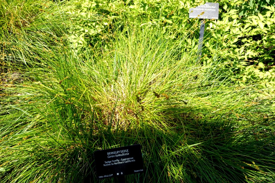 Carex tumulicola - VanDusen Botanical Garden - Vancouver, BC - DSC06771
