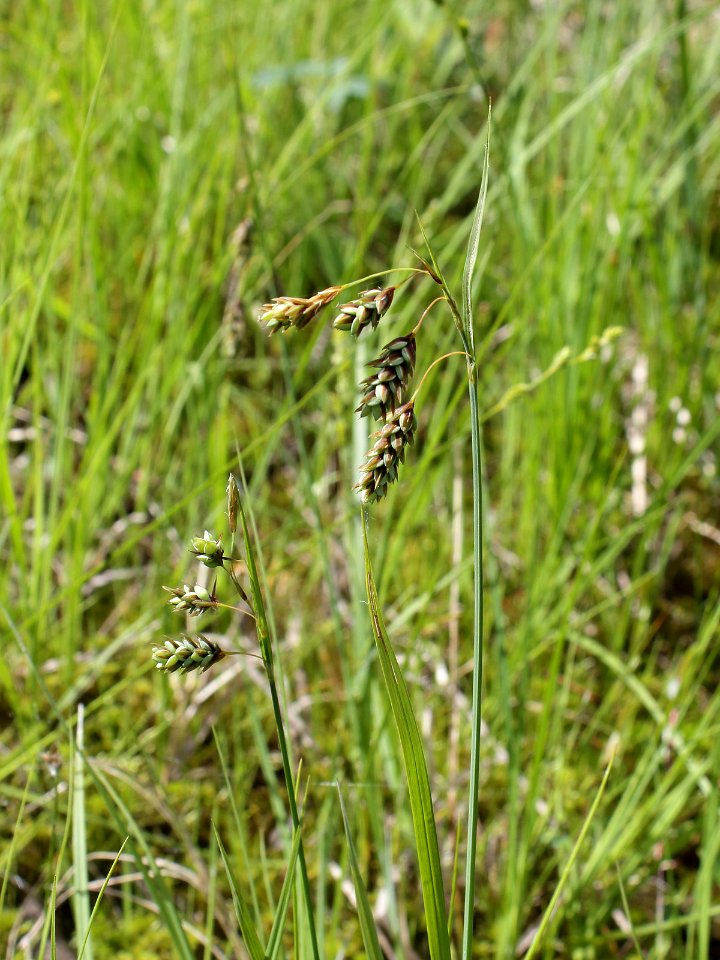 Carex paupercula Oulu, Finland 12.06.2013