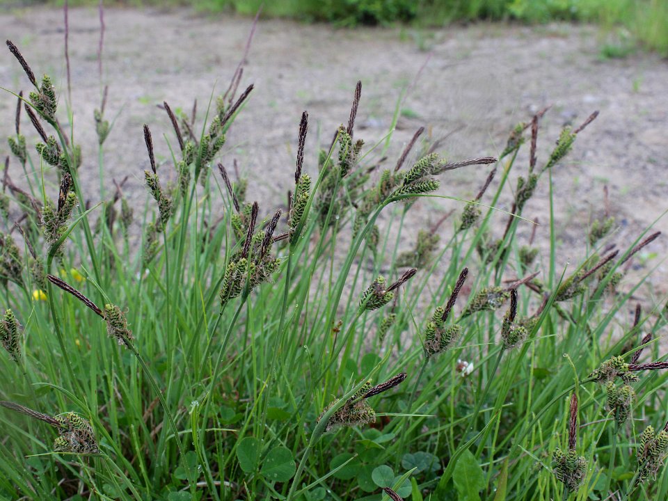 Carex nigra ssp. nigra Oulu, Finland 14.06.2013 img 1