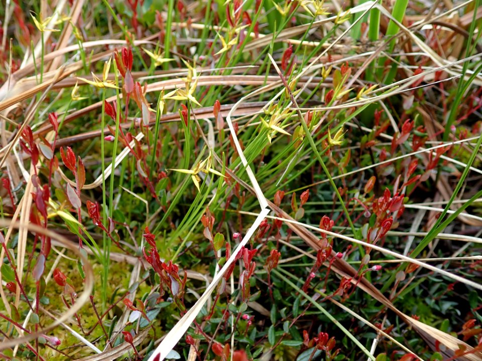 Carex pauciflora flower (19)