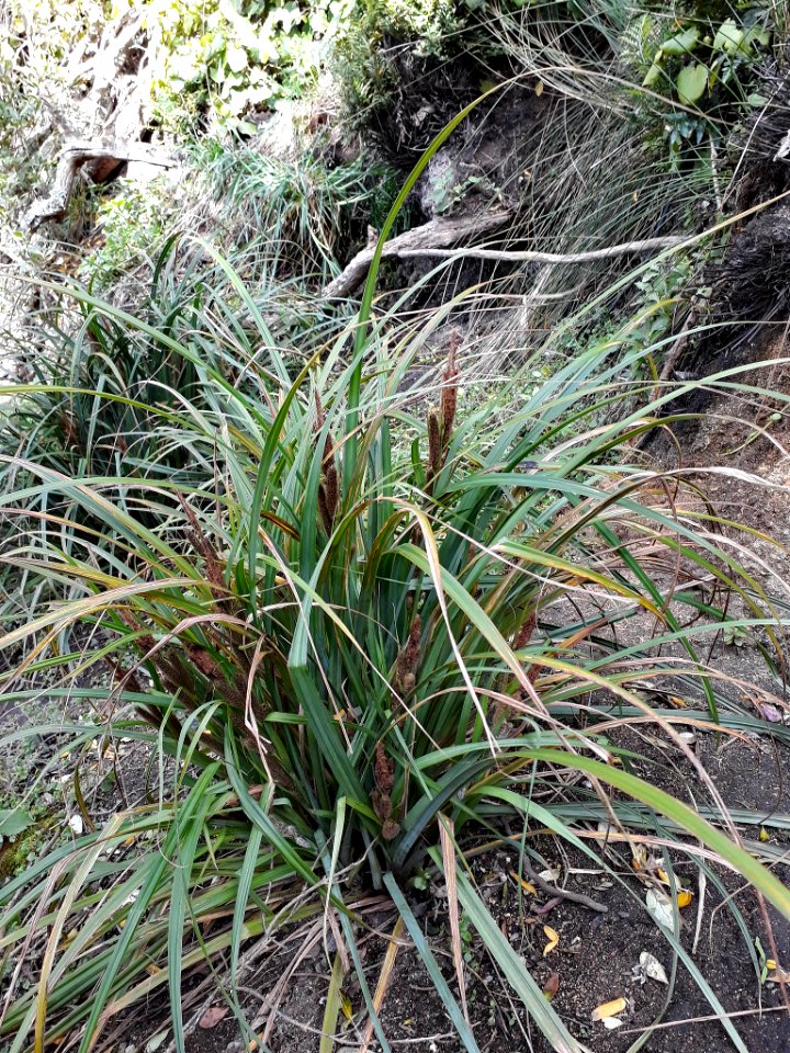 Carex ventosa