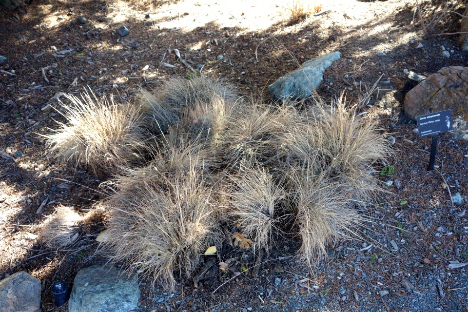 Carex obispoensis - Leaning Pine Arboretum - DSC05617