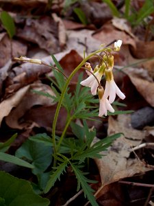 Cardamine concatenata, 2015-04-26, Kane Woods, 01