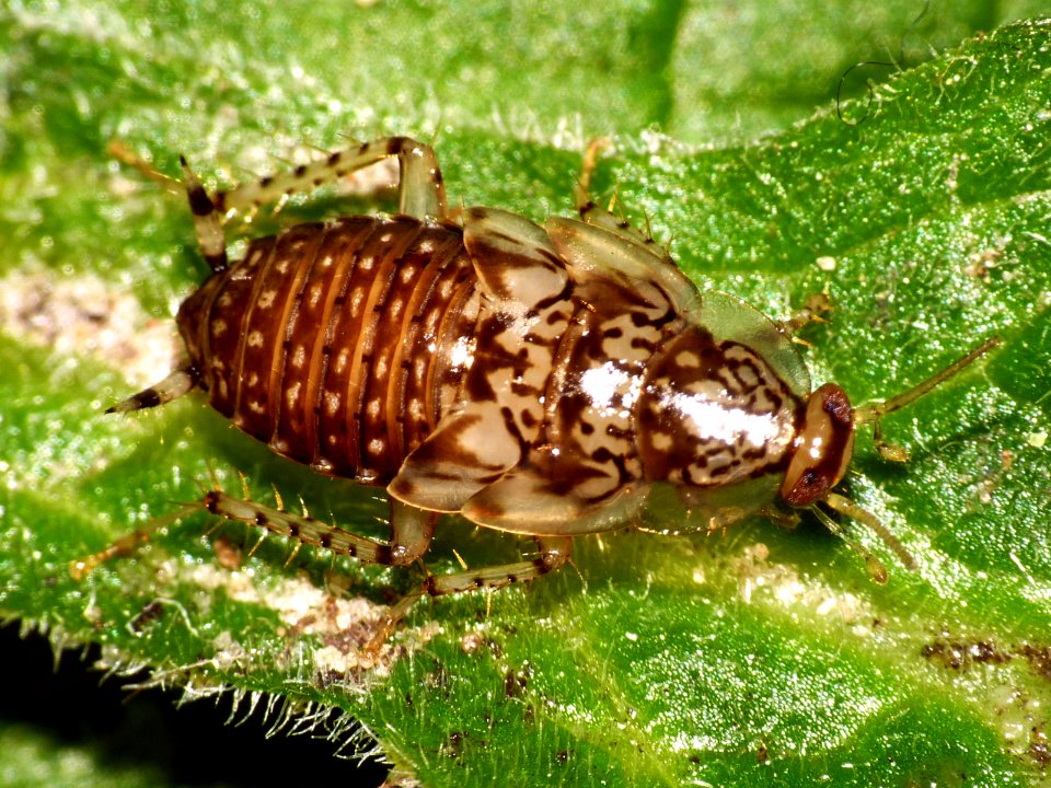 Cariblatta 20141111 nymph 469