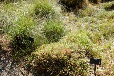 Carex praegracilis - Leaning Pine Arboretum - DSC05649