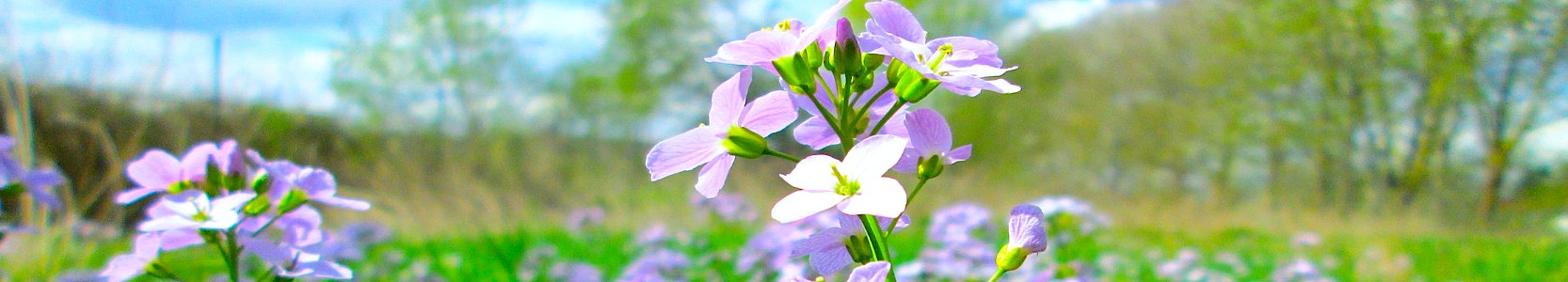 Cardamine pratensis. Vorleser