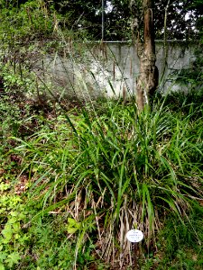 Carex pendula - Botanical Garden, University of Frankfurt - DSC02576