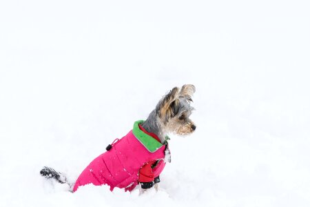 Yorki young dog small