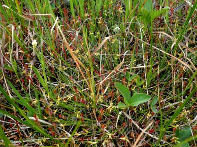 Carex pauciflora plant (06)