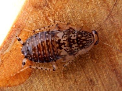 Cariblatta 20141027 nymph 582