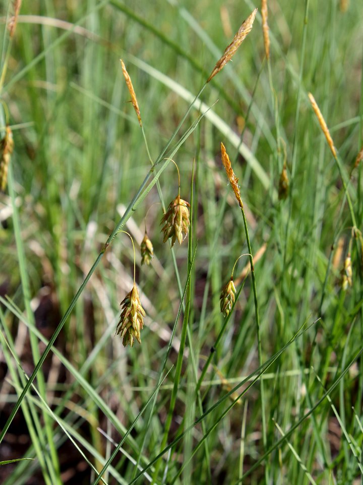Carex limosa Oulu, Finland 12.06.2013