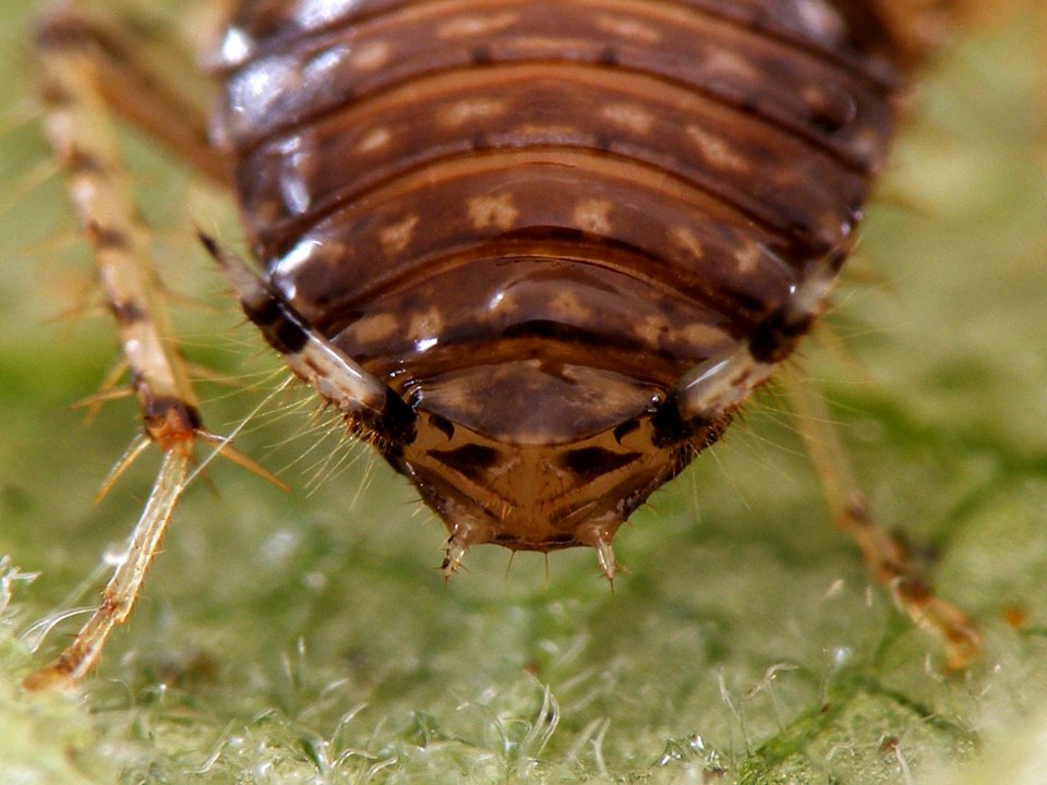 Cariblatta 20141111 nymph 670
