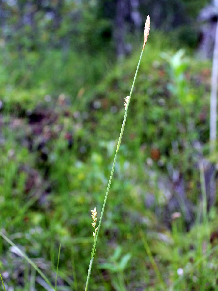 Carex vaginata Kiiminki, Finland 20.06.2013