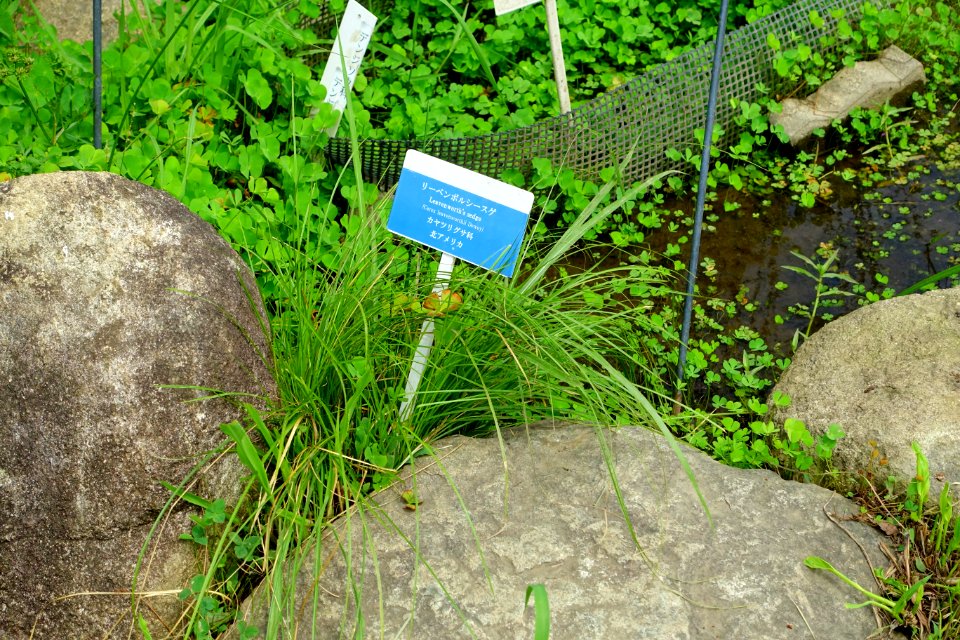 Carex leavenworthii - Urban Greening Botanical Garden - Kiba Park - Koto, Tokyo, Japan - DSC05354