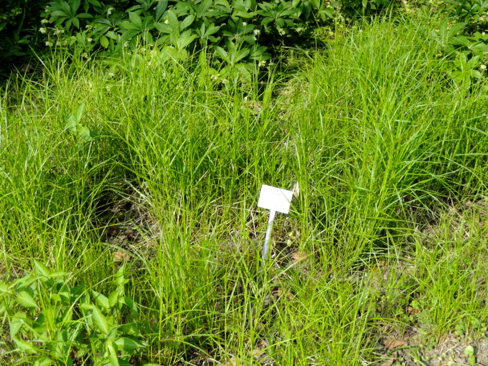 Carex muskingumensis - Botanischer Garten Freiburg - DSC06449